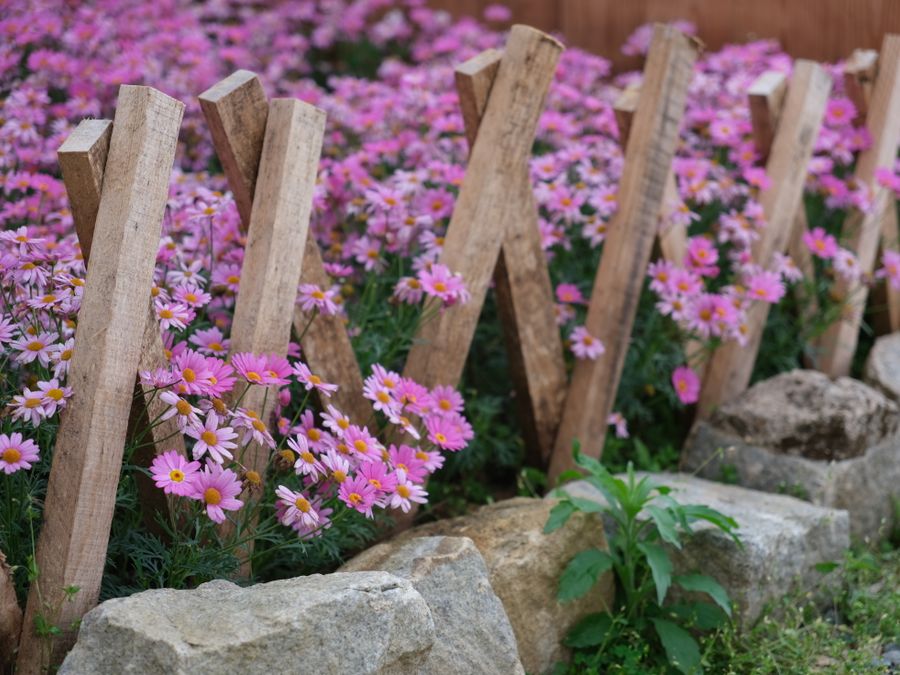 Clean edged border around a garden bed