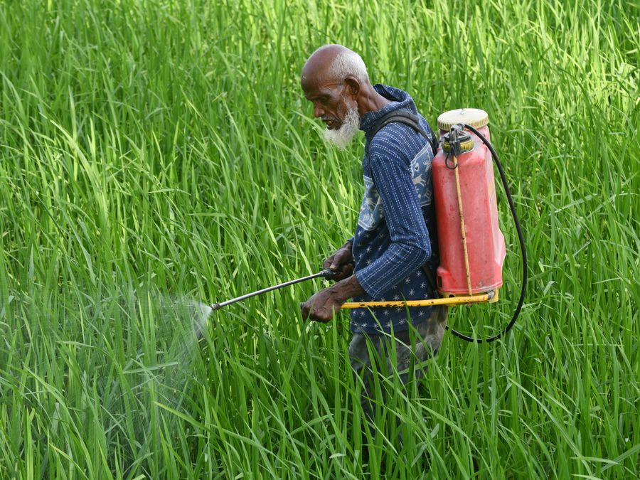 Treating a lawn for weeds and feeding the grass
