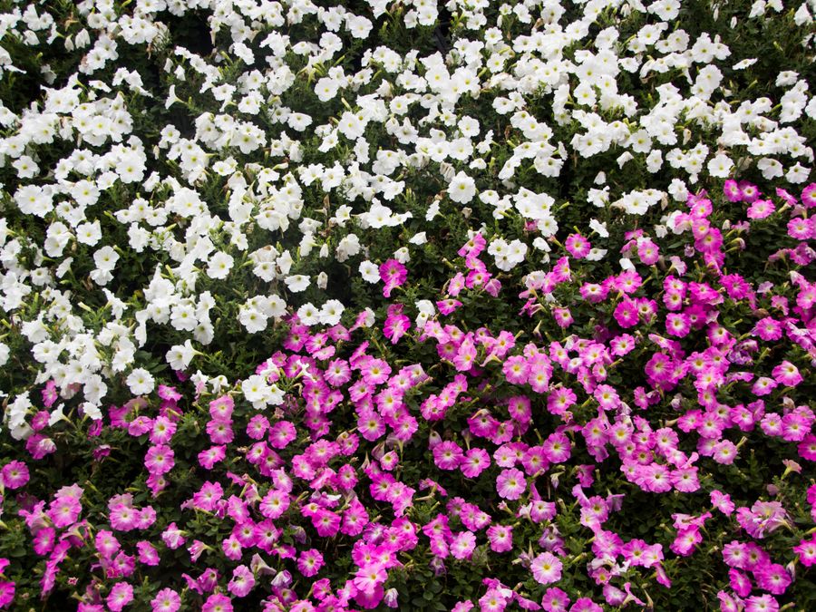Seasonal color planted in landscape beds
