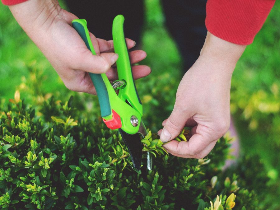 Trimming shrubs with hand shears
