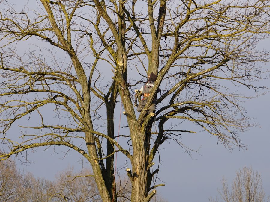 Pruning and trimming tree branches